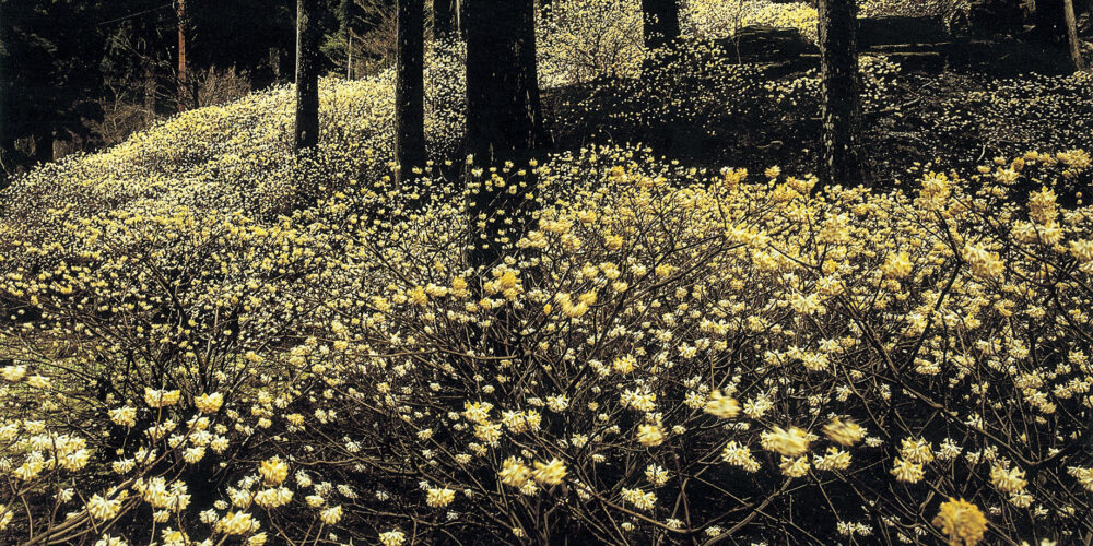 ミツマタの咲く山里